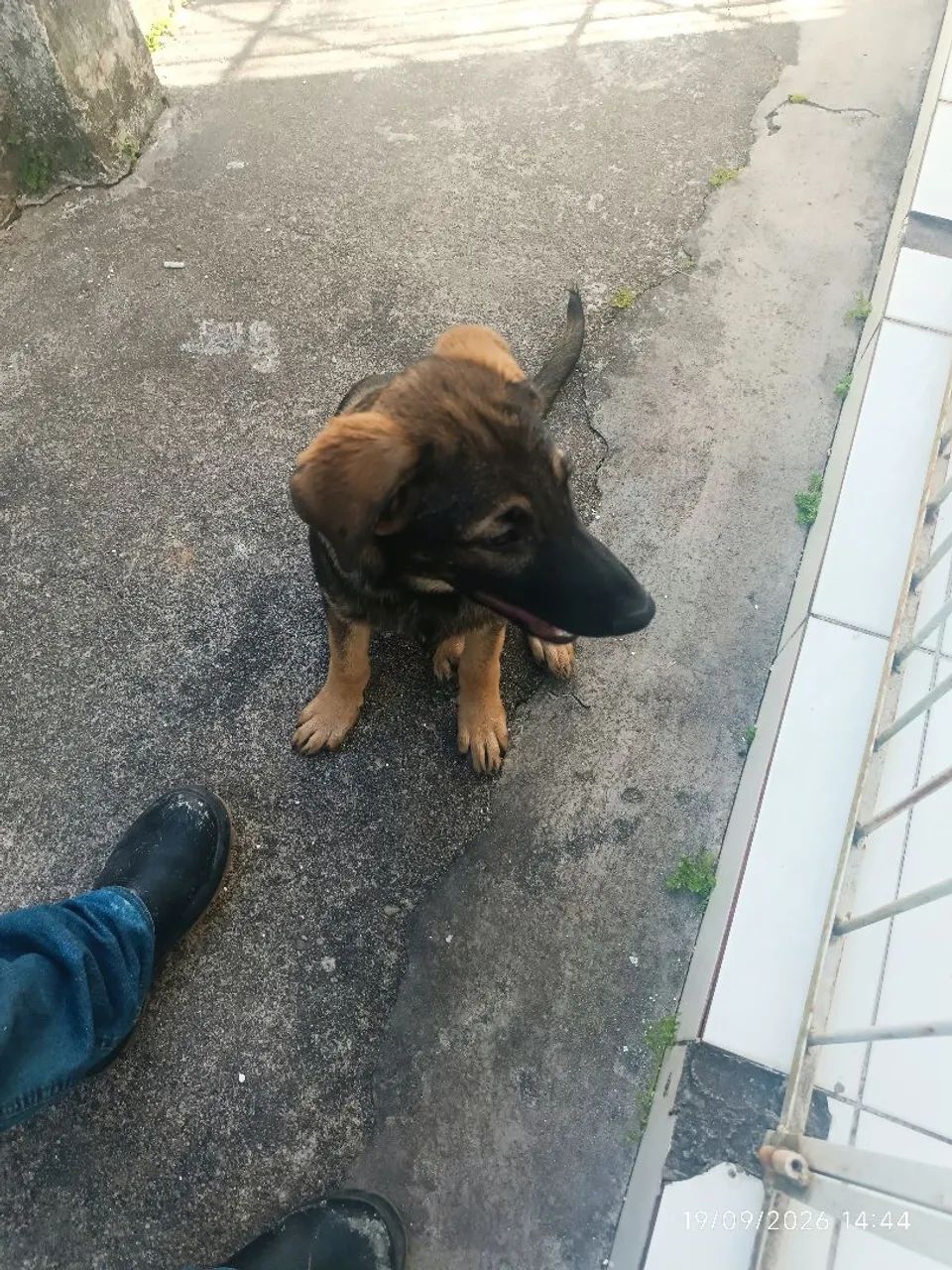 Cachorro  - Foto 2