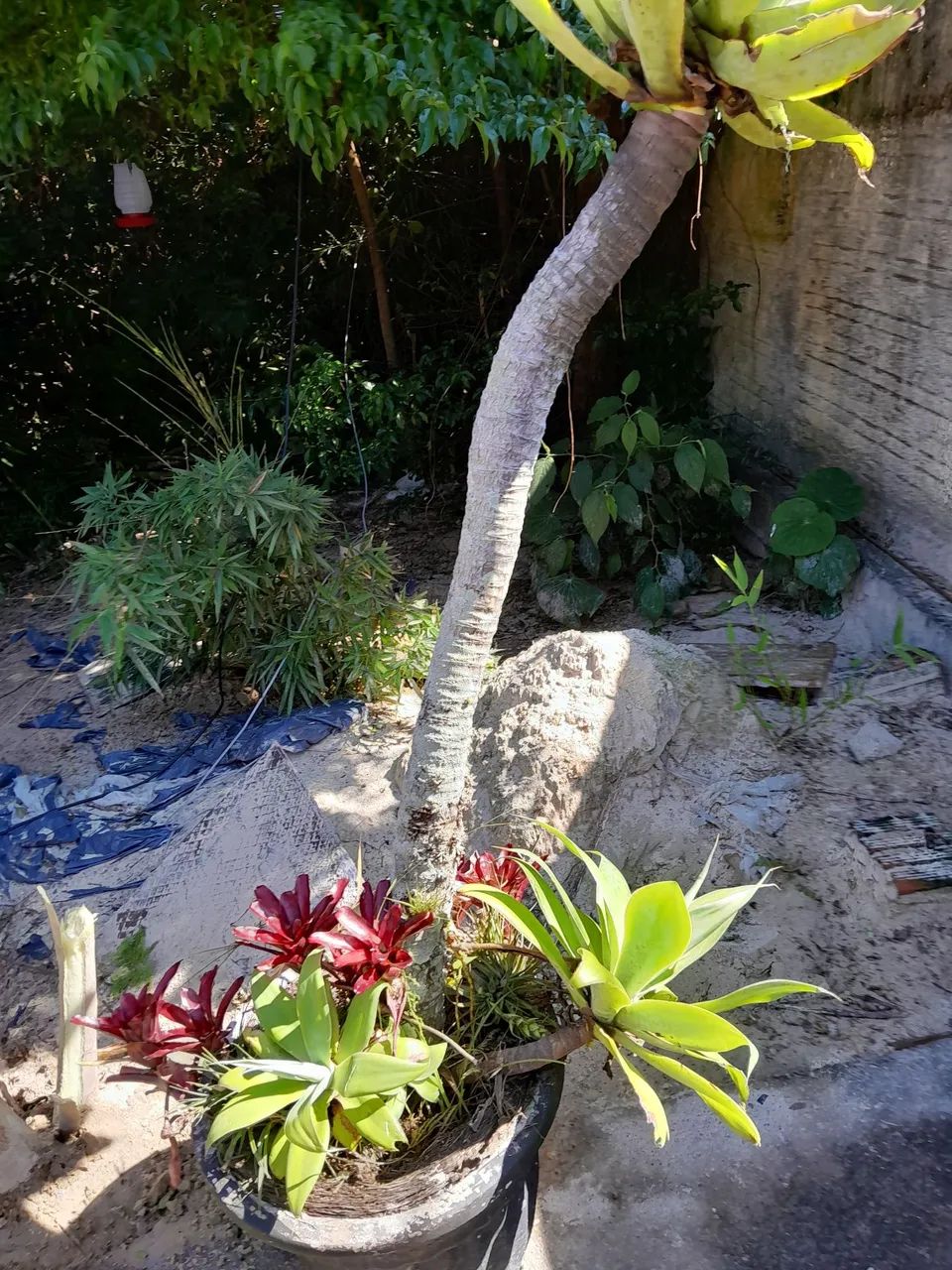 Vendo vaso com bromelias raras  - Foto 2