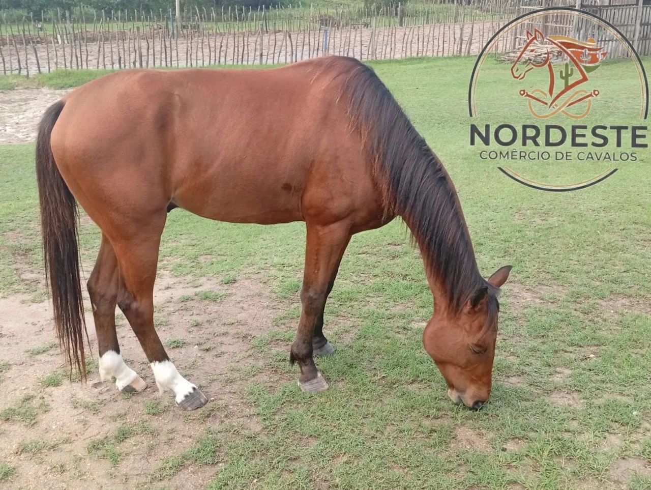 Potro QM com Documento Domado