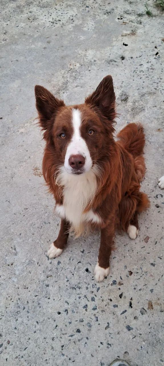 Doação Border Collie