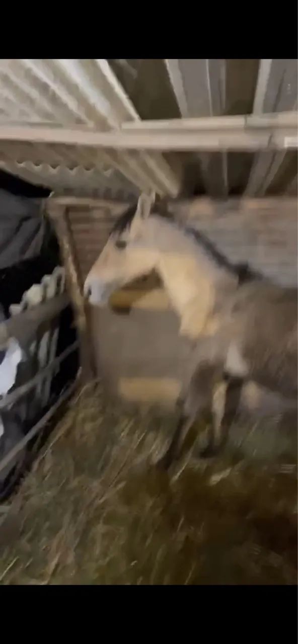 VENDO ÉGUA E 2 POTROS POR 3 MIL - Foto 2