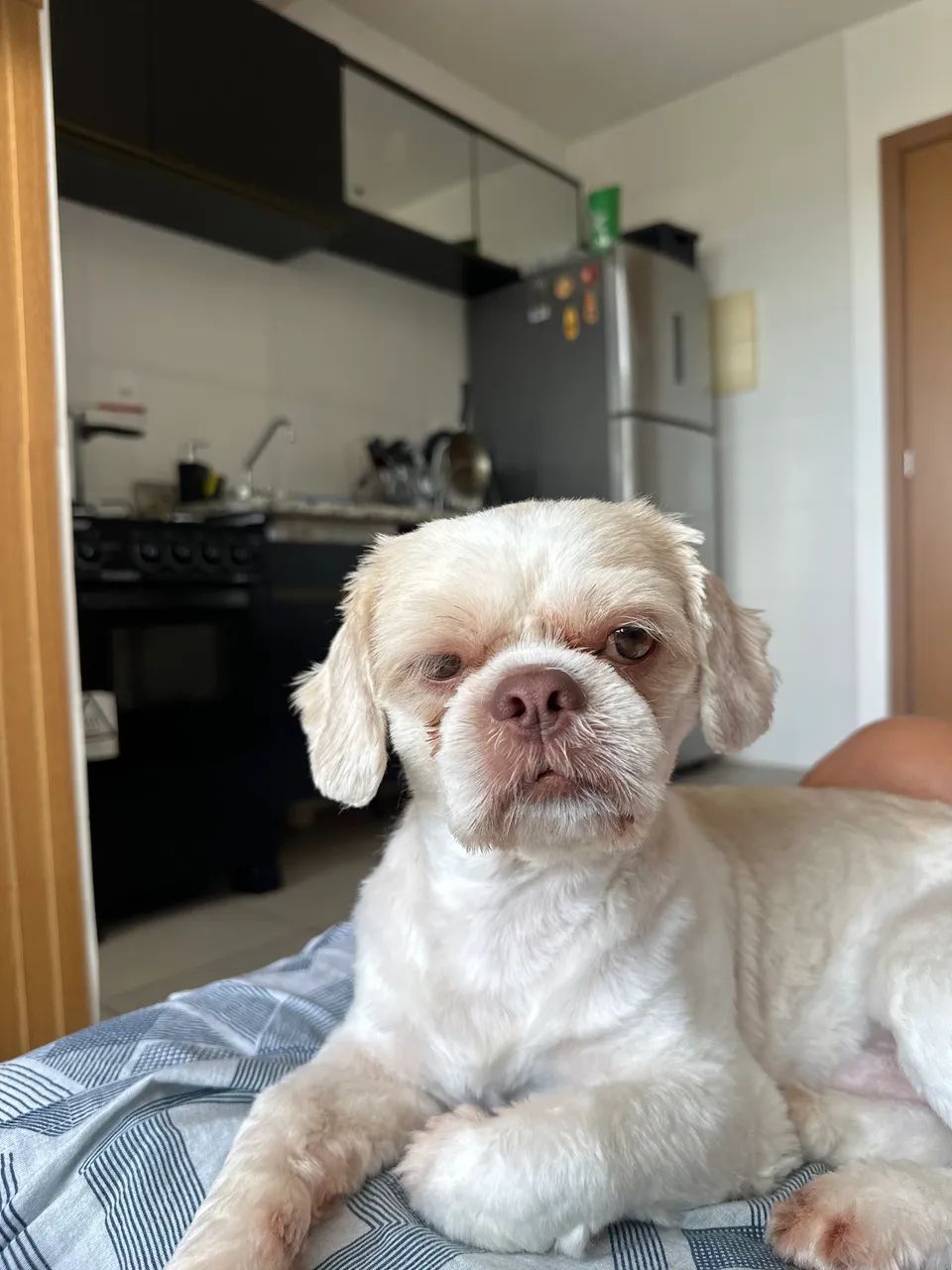 Shitzu procurando namorada - Foto 2