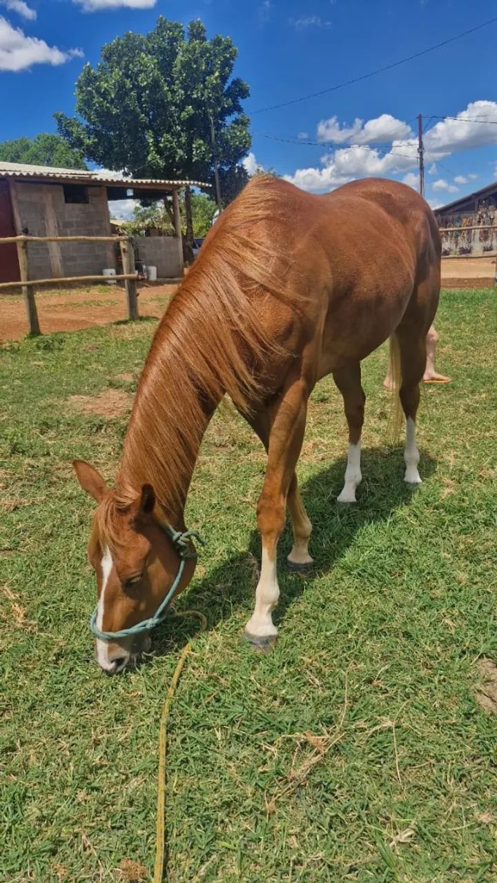 Egua Quarto de Milha 