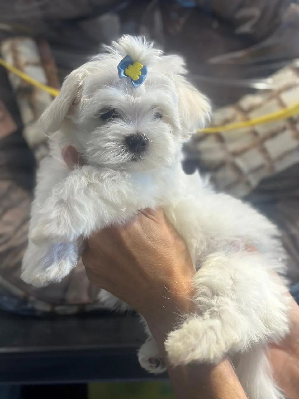 Perfeitinhos malteses - Foto 4