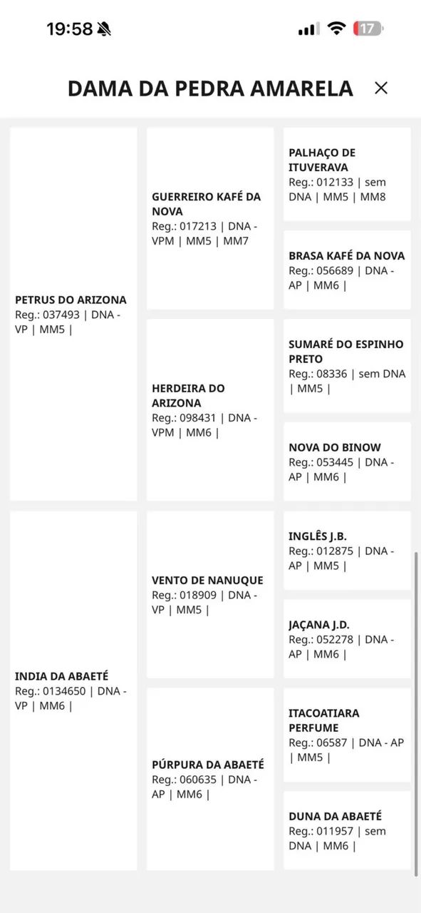 égua mangalarga registrada  - Foto 4
