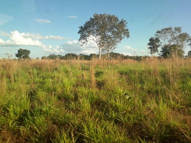 Fazenda para Pecuária com 333 hectares - Foto 2