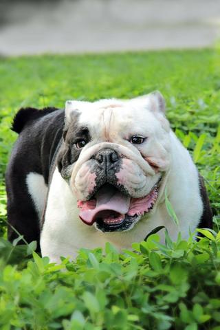 Bulldog Inglês Padreador - Foto 4
