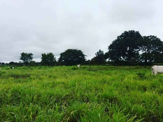 Fazenda em Livramento há 44 km Cuiabá com piscina, muito pasto, represas e lago - Foto 3