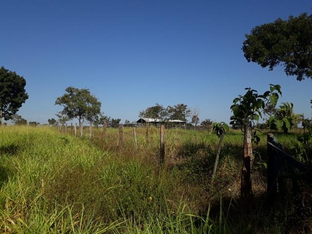Fazenda para Pecuária com 333 hectares - Foto 18