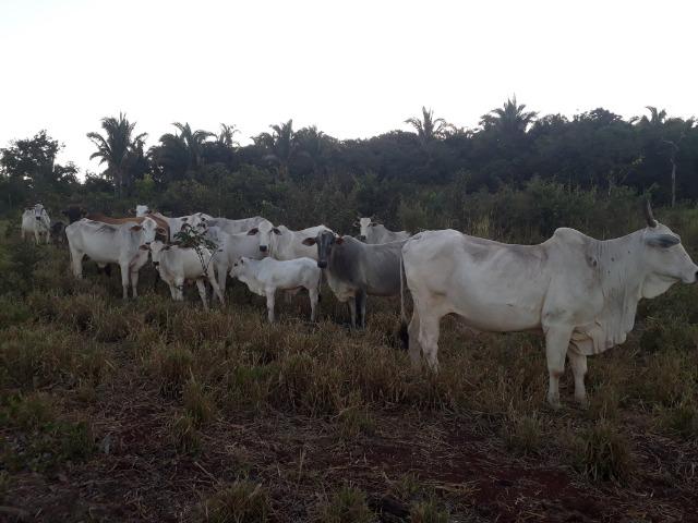 Chácara (38 hectares) a 11 km de Acorizal - Foto 7