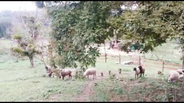Chácara para venda em campina grande do sul, barra da cruz - Foto 11