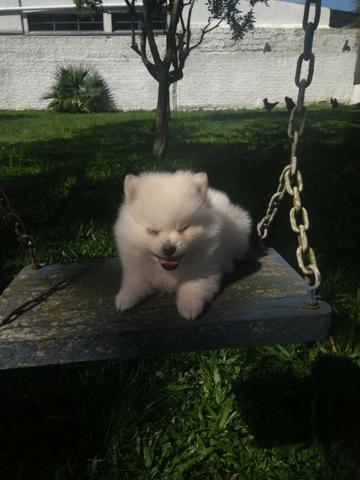 Lulu da Pomerânia Anão Branco - filhote com Pedigree - Ultimo filhote da ninhada - Foto 4