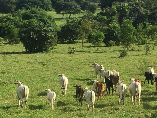 Fazenda Cesarina - Foto 9