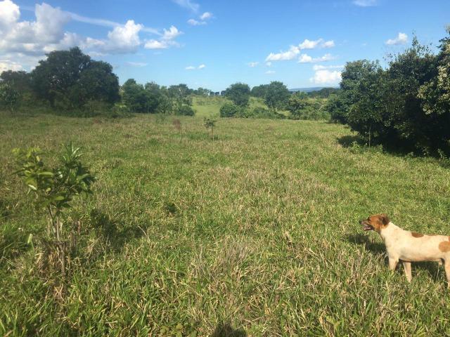 Fazenda Cesarina - Foto 10