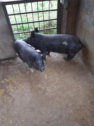 Casal de porco caipira - Foto 2