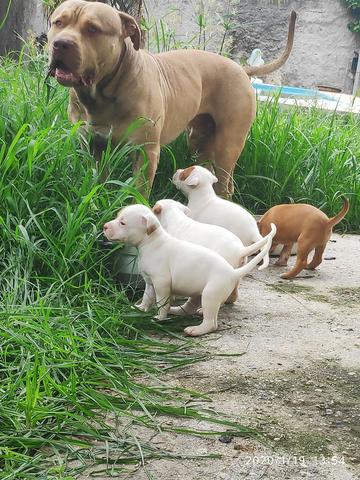 Filhotes PitBull Terrier - Pais com Pedigree - Foto 4
