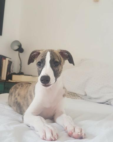 whippet olx