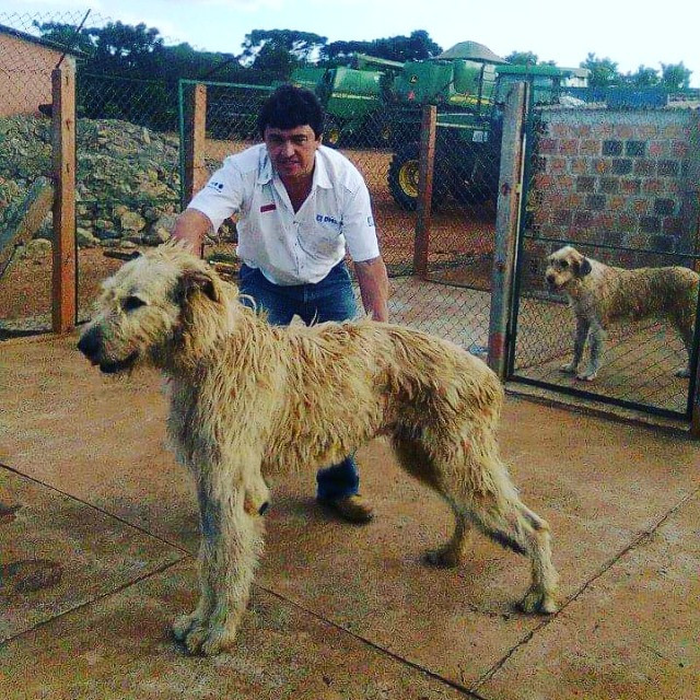 irish wolfhound olx