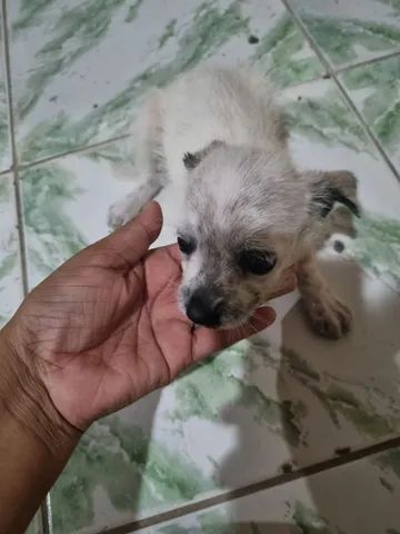 Doação de cachorro responsável 