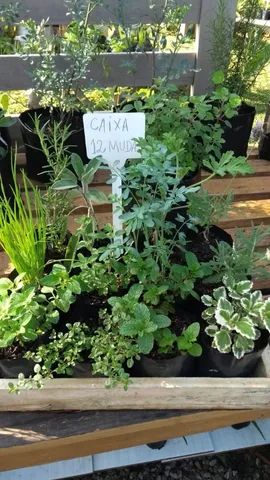 MUDAS DE TEMPEROS VARIADOS  - Foto 3