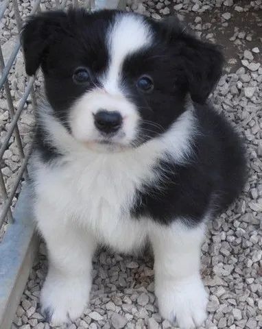 Cachorro Border Collie macho e femea, com garantia genetica vitalicia. -  Cachorros e acessórios - Munhoz Júnior, Osasco 1261817580