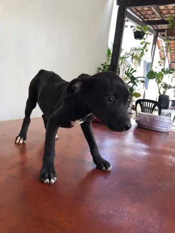 Para adoção mistura de pit bull com vira lata 