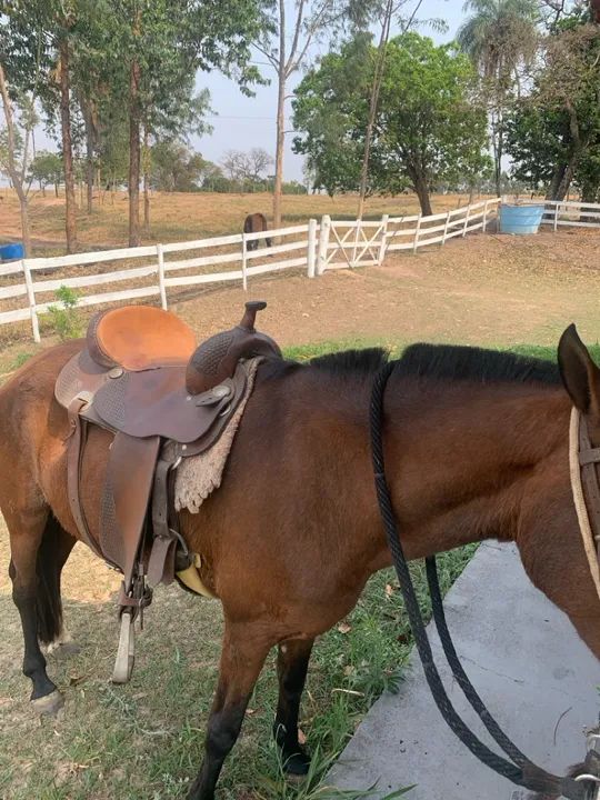 Égua mangalarga + potro 2.5 anos - Foto 5