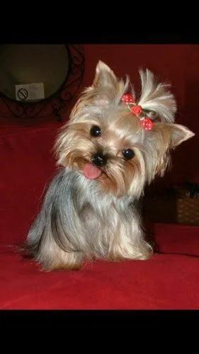 Yorkshire Terrier Fêmea e macho 