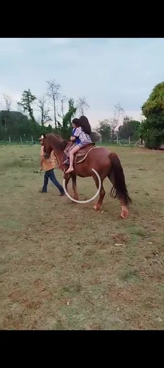 Vendo 3 animais  - Foto 3