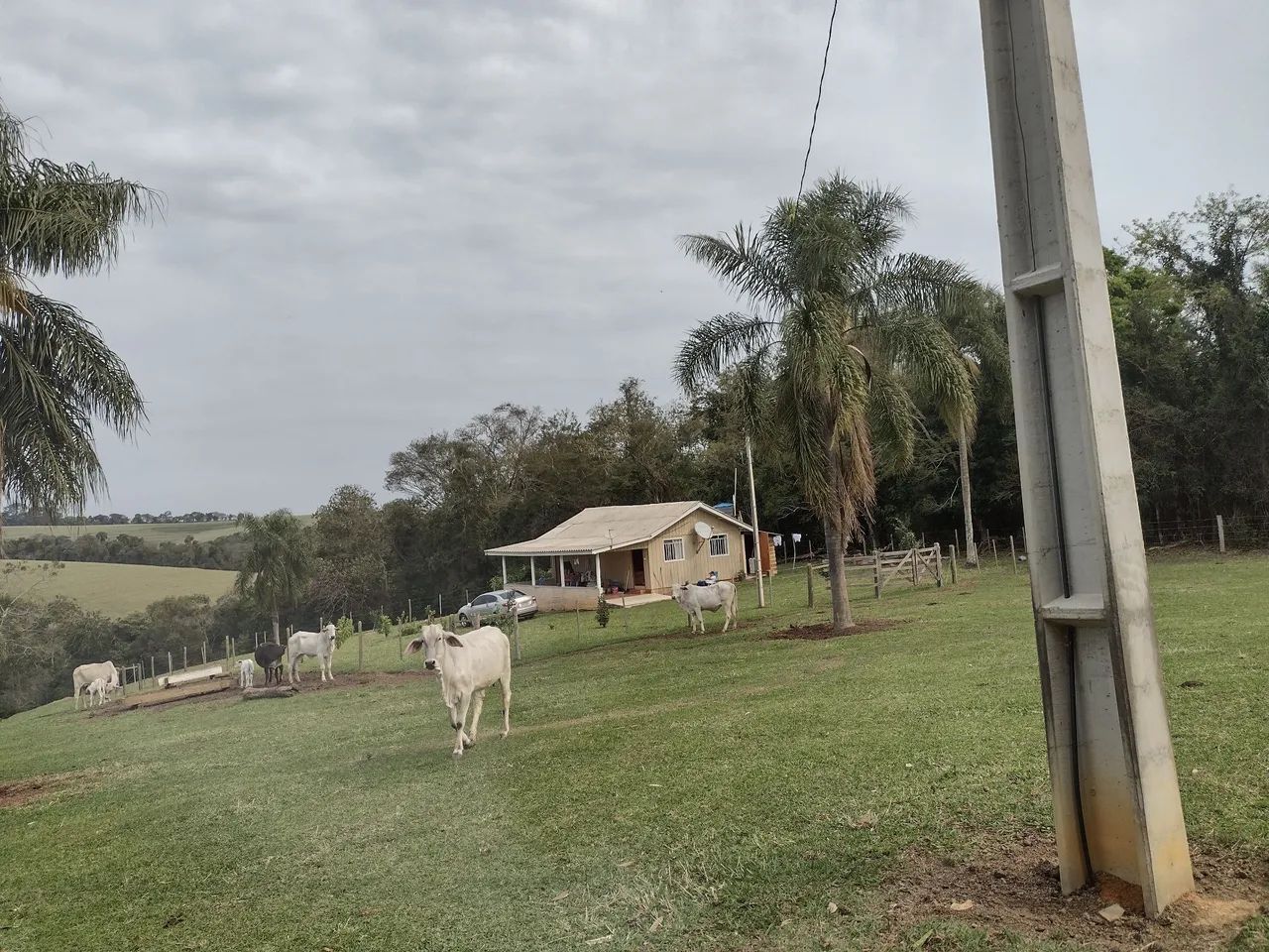 Sitio em Ibaiti com 8 hectares, casa e crianção de gado