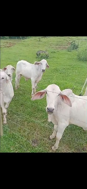 Bezerros Tabapuã  - Foto 2