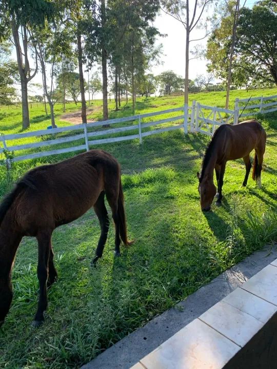 Égua mangalarga + potro 2.5 anos - Foto 6