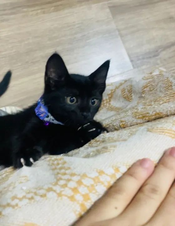 Gatinhos filhotes pra adoção responsável - Foto 2