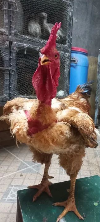 TERNO DE LABEL ROUGE ADULTO - Foto 6