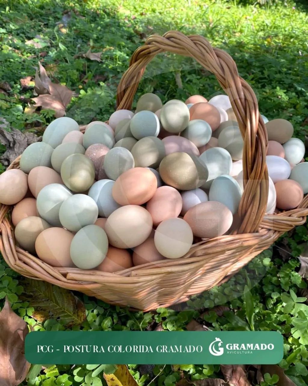 Frangas/Galinhas Poedeiras ( Embrapa 051/ PCG/GLC/ BKB/LABEL ROUGE ) - Foto 5