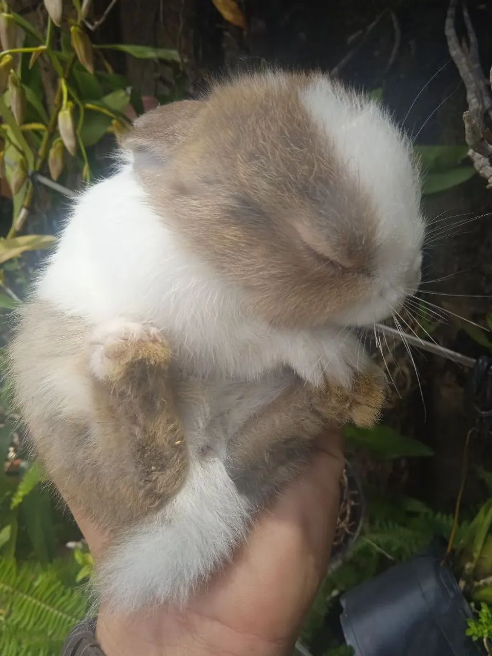 Mini coelhos holandês  - Foto 4