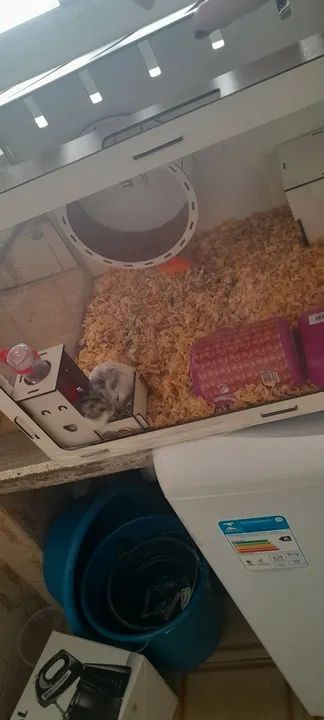 Casinha e dois hamsters  - Foto 4