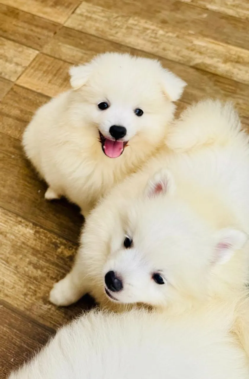 Filhotes de mini Samoiedo - spitz japonês