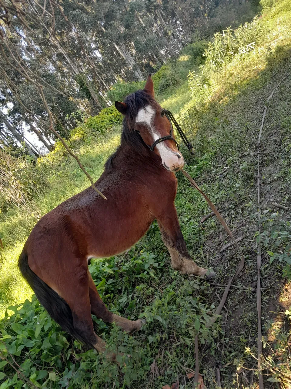 Vendo cavalo tem dois anos e meio ele é chucro