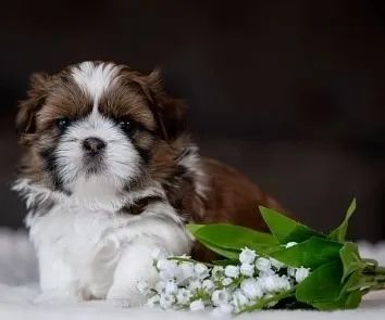 Shih-Tzu Fêmea: Uma Companheira Leal e Cheia de Personalidade