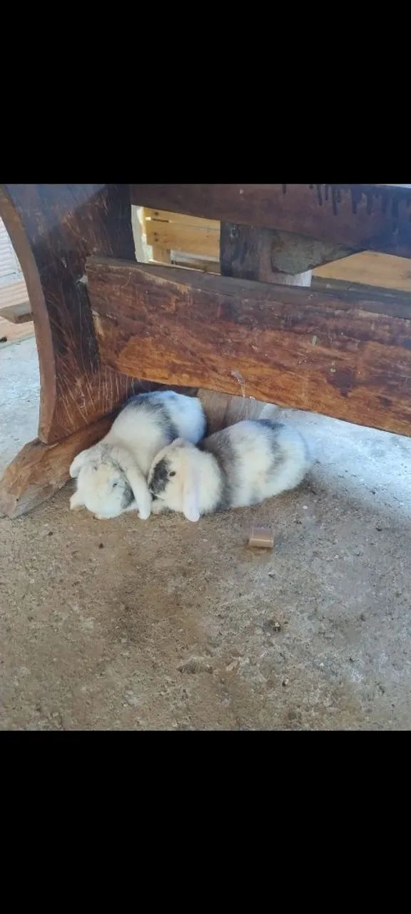 Filhotes mini lop - Foto 6