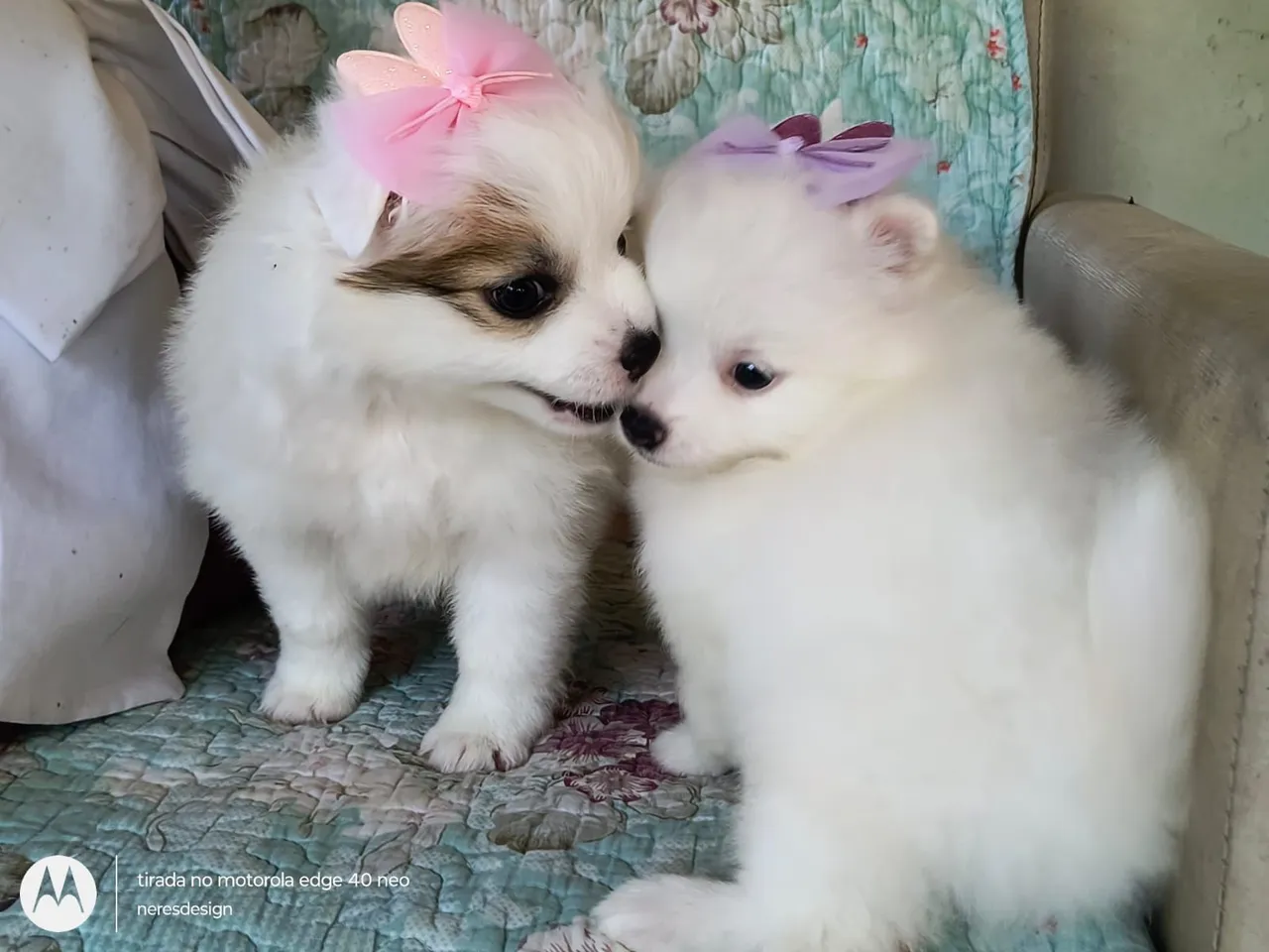 Filhotes de Spitz Alemão Lindos e Amorosos