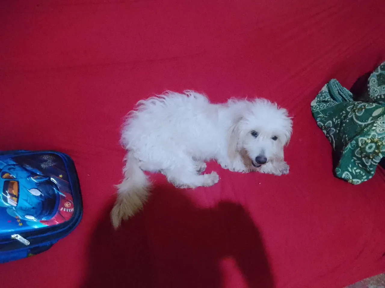 Cachorro pudo