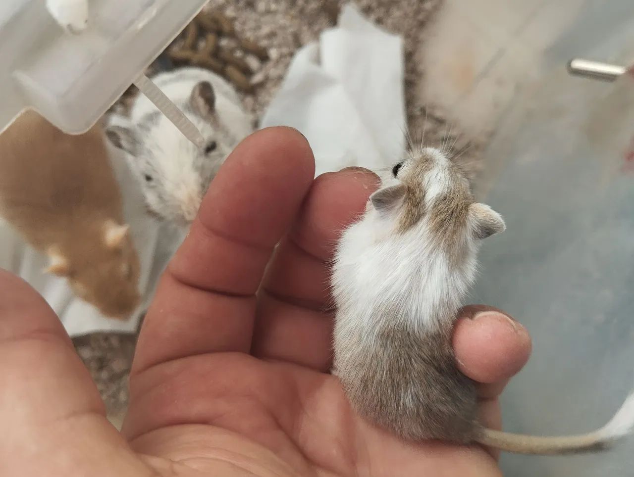 Filhotes de  Gerbil a venda. - Foto 3