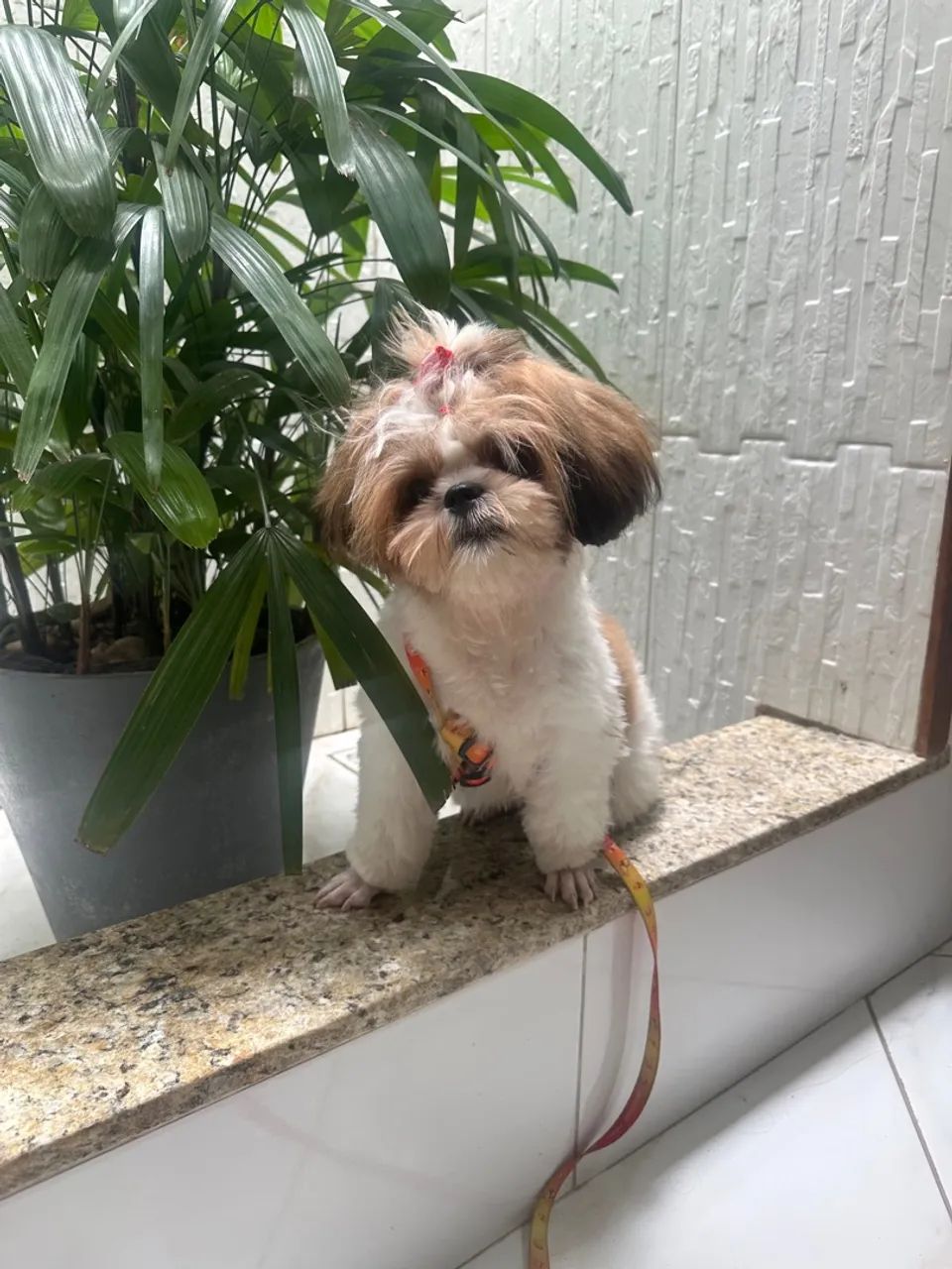 Shih Tzu fêmea Cachorros José Conrado de Araújo, Aracaju