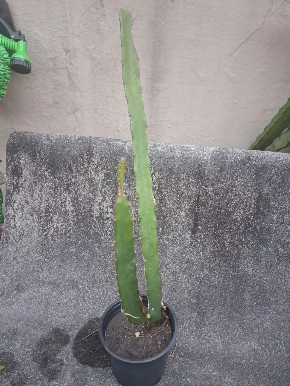 Muda de Pitaya