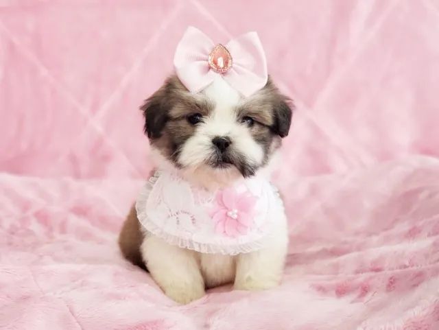 Shihtzu fêmea disponível