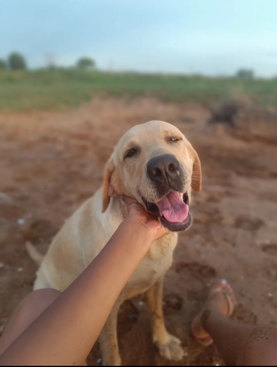 Labrador fêmea a procura de um namorado da mesma raça
