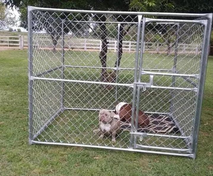 Gatil canil cercas em telas  - Foto 6