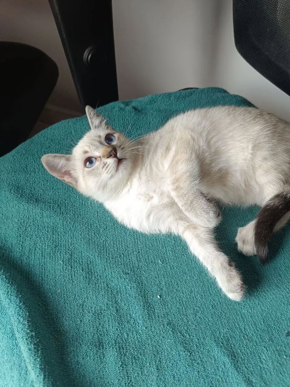 Gatinho Siamês fêmea para Adoção